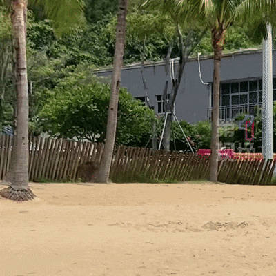 皇冠信用网出租足球
_“没想到海里会有野猪皇冠信用网出租足球
！” 深圳大梅沙一女子被撞致骨折