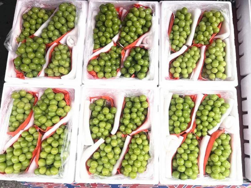 博托沙尼vs米耶尔库雷亚丘克
_批发价低至2元/公斤！昆明这种水果大降价博托沙尼vs米耶尔库雷亚丘克
，最贵曾卖到150元/公斤