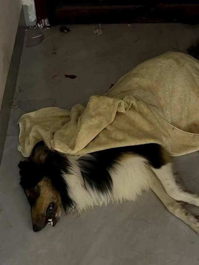 意大利甲组联赛 
_广西一小区有人高空抛食毒死多条宠物狗意大利甲组联赛 
，居民悬赏万元寻线索，警方已立案调查