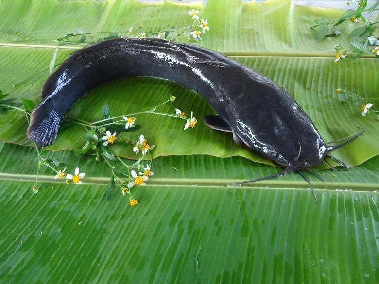 信用盘如何申请
_都江堰一水库被放生万斤外来物种埃及塘鲺？官方澄清：已进行阻止和打捞信用盘如何申请
，经鉴定是本地八须鲶