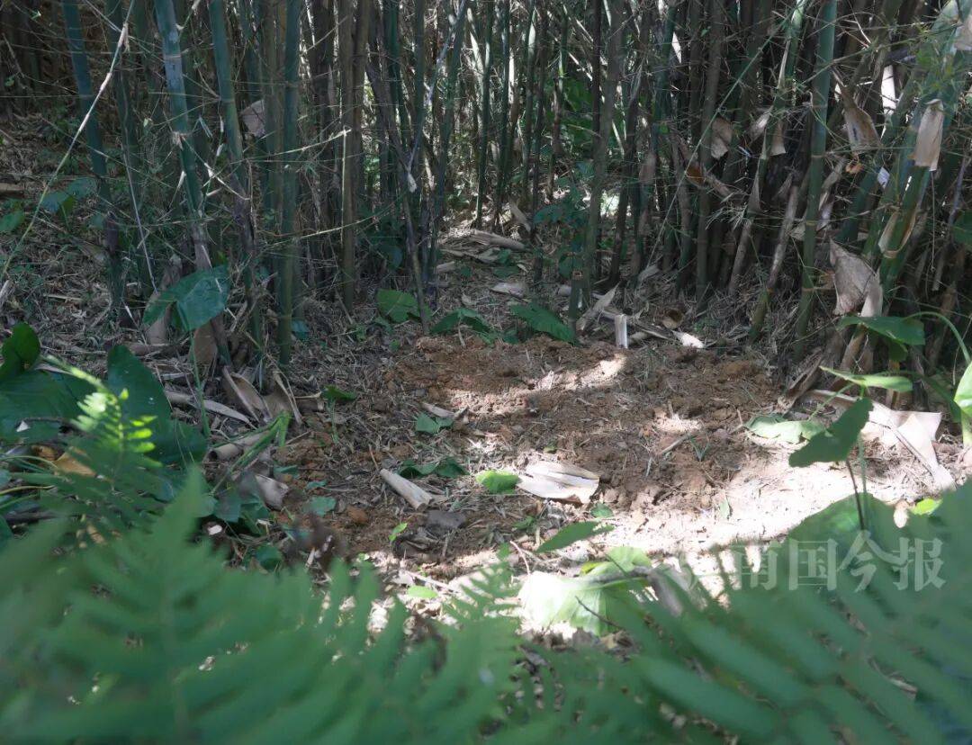 皇冠信用需要押金吗
_柳州钓鱼阿叔竹林挖蚯蚓皇冠信用需要押金吗
，竟挖出千年前的“大宝贝”！